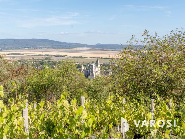Panorámás szőlő Zsámbékon